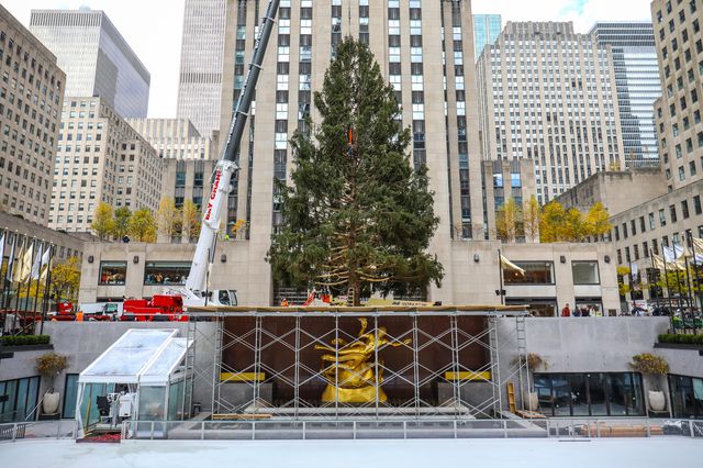The tree upon arrival at Rockefeller Center